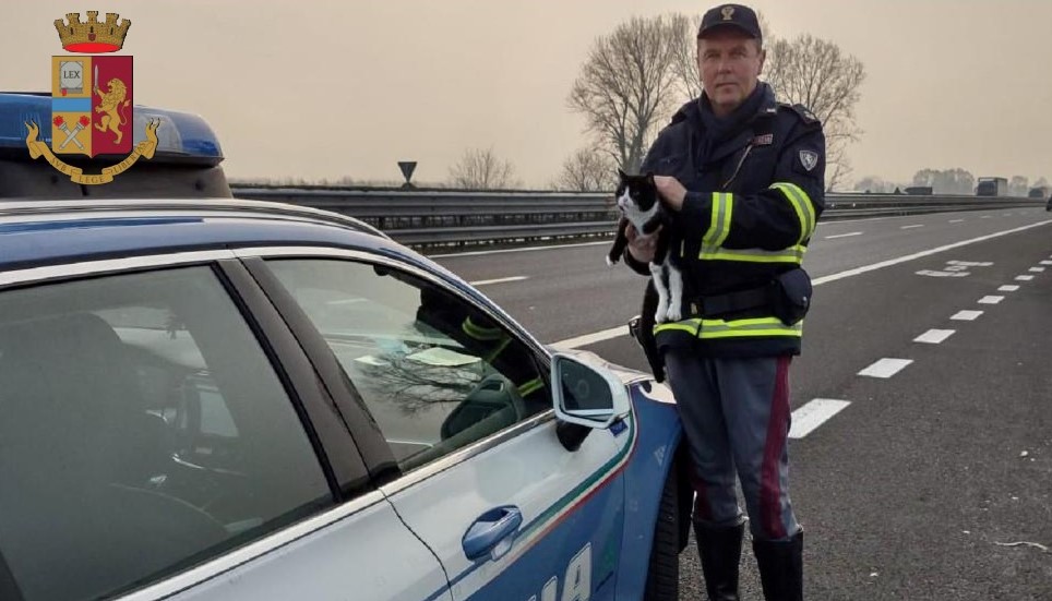 SALVATO DA MORTE CERTA UN GATTINO IN AUTOSTRADA